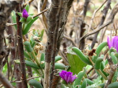 Trichodiadema setuliferum
