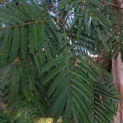 Albizia niopoides