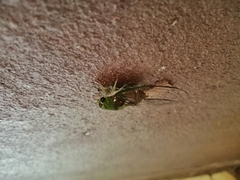 Diceroprocta oleacea