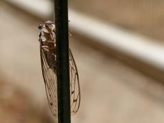 Cicada barbara