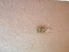 Diceroprocta oleacea