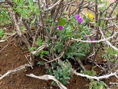 Trichodiadema setuliferum