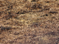 Anthus vaalensis vaalensis