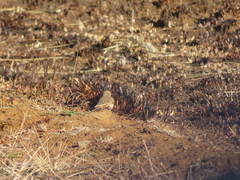 Anthus vaalensis vaalensis