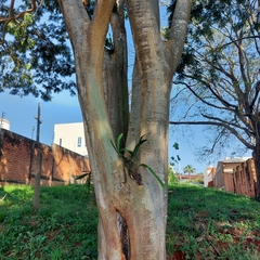 Albizia niopoides