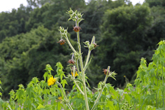 Haplorhynchites aeneus