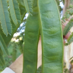 Albizia niopoides
