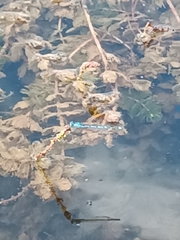 Erythromma lindenii