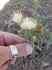 Cirsium canescens