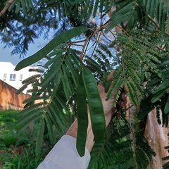 Albizia niopoides