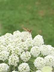 Meliscaeva cinctella