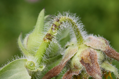 Haplorhynchites aeneus