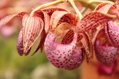 Mormodes