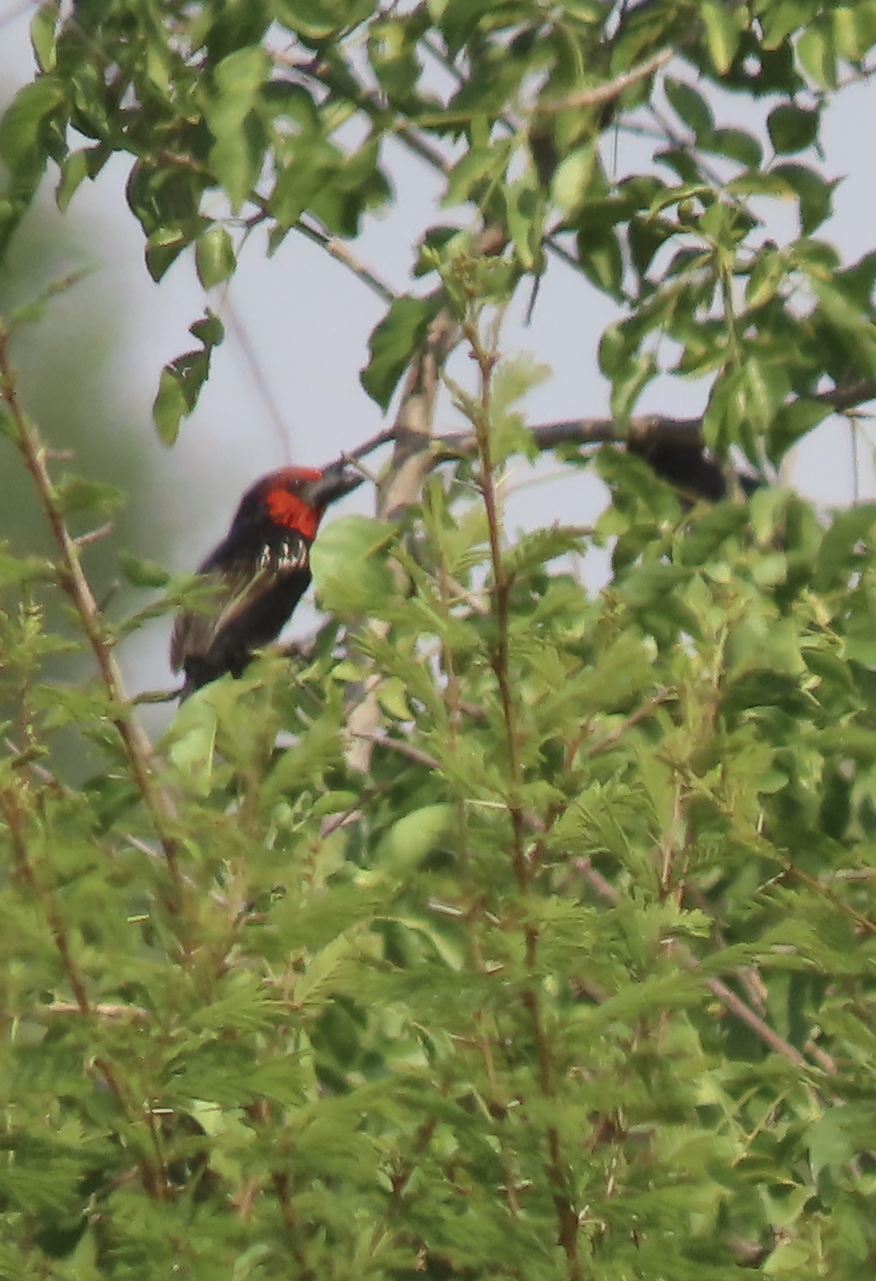 Black-billed Barbet (Lybius guifsobalito), photo 9