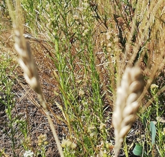 Triticum spelta dicoccon