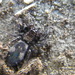Penestomus - Photo (c) Anthony Walton, some rights reserved (CC BY-NC), uploaded by Anthony Walton
