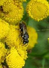 Hylaeus confusus