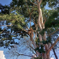 Albizia niopoides