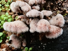 Schizophyllum