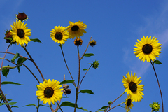 Haplorhynchites aeneus