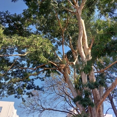 Albizia niopoides