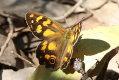 Heteronympha solandri