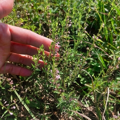 Scutellaria racemosa