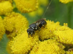 Hylaeus confusus