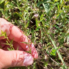 Scutellaria racemosa