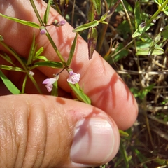 Scutellaria racemosa