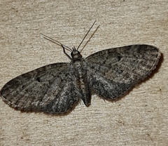 Eupithecia denotata
