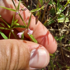Scutellaria racemosa