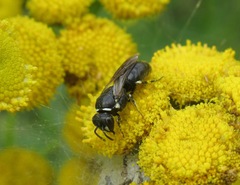 Hylaeus confusus