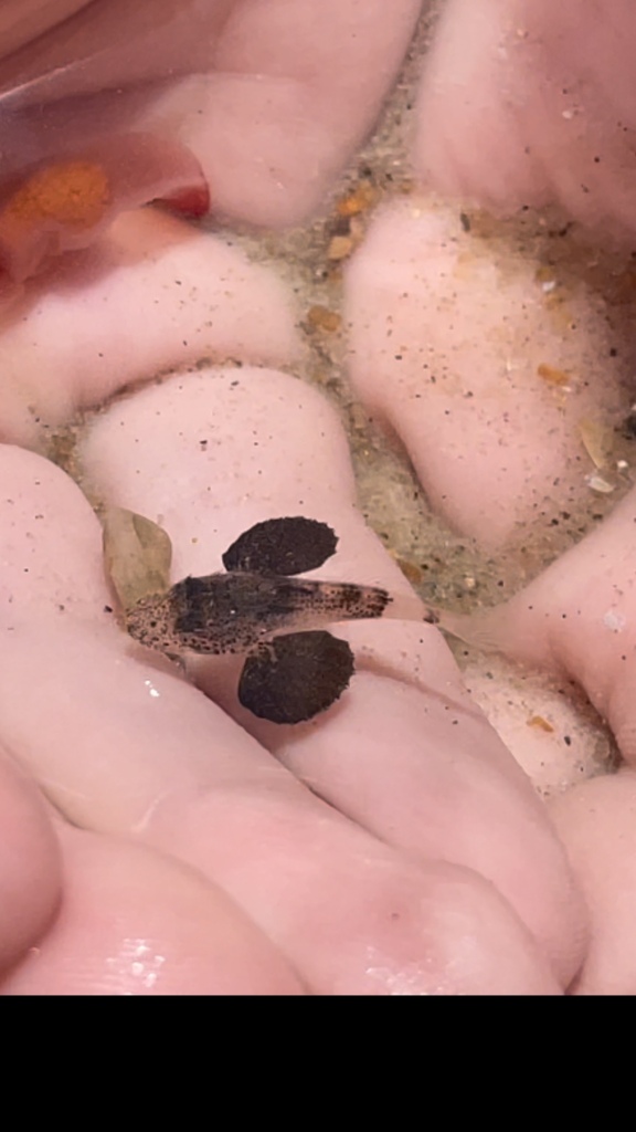 Bighead searobin (Prionotus tribulus) — Triglidae