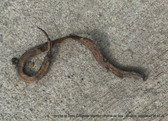 Atractus crassicaudatus