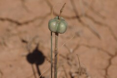 Zephyranthes longifolia