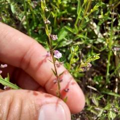 Scutellaria racemosa