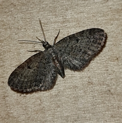 Eupithecia denotata
