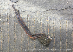 Atractus crassicaudatus