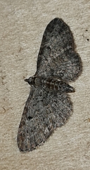 Eupithecia denotata