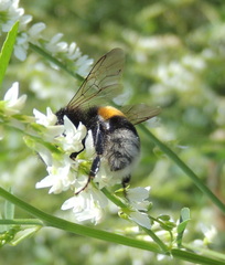 Bombus