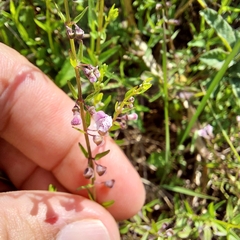 Scutellaria racemosa