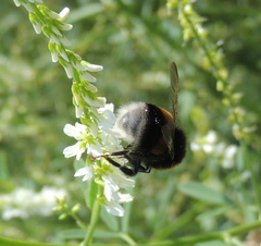 Bombus