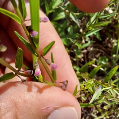 Scutellaria racemosa