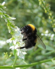Bombus