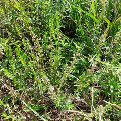 Scutellaria racemosa