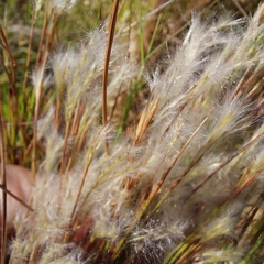 Andropogon