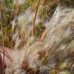 Andropogon