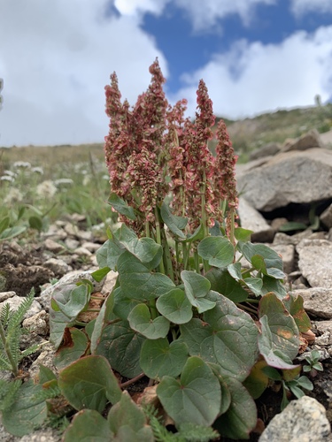 alpine sorrel