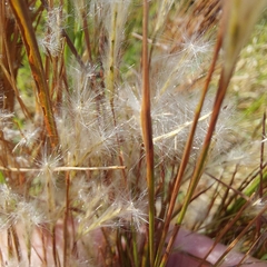 Andropogon